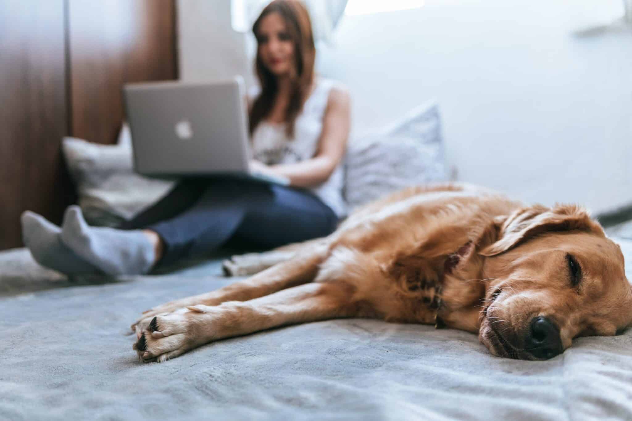 woman sitting on a bed working on her laptop resting on her lap, and a sleeping dog beside her