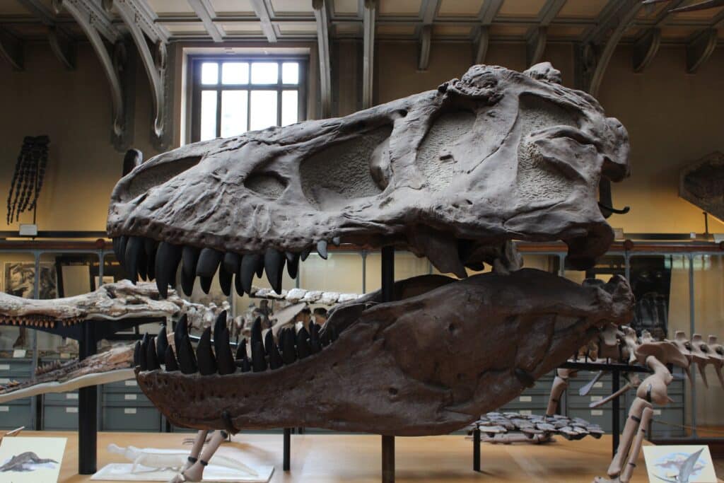 Fossil of a T-rex skull