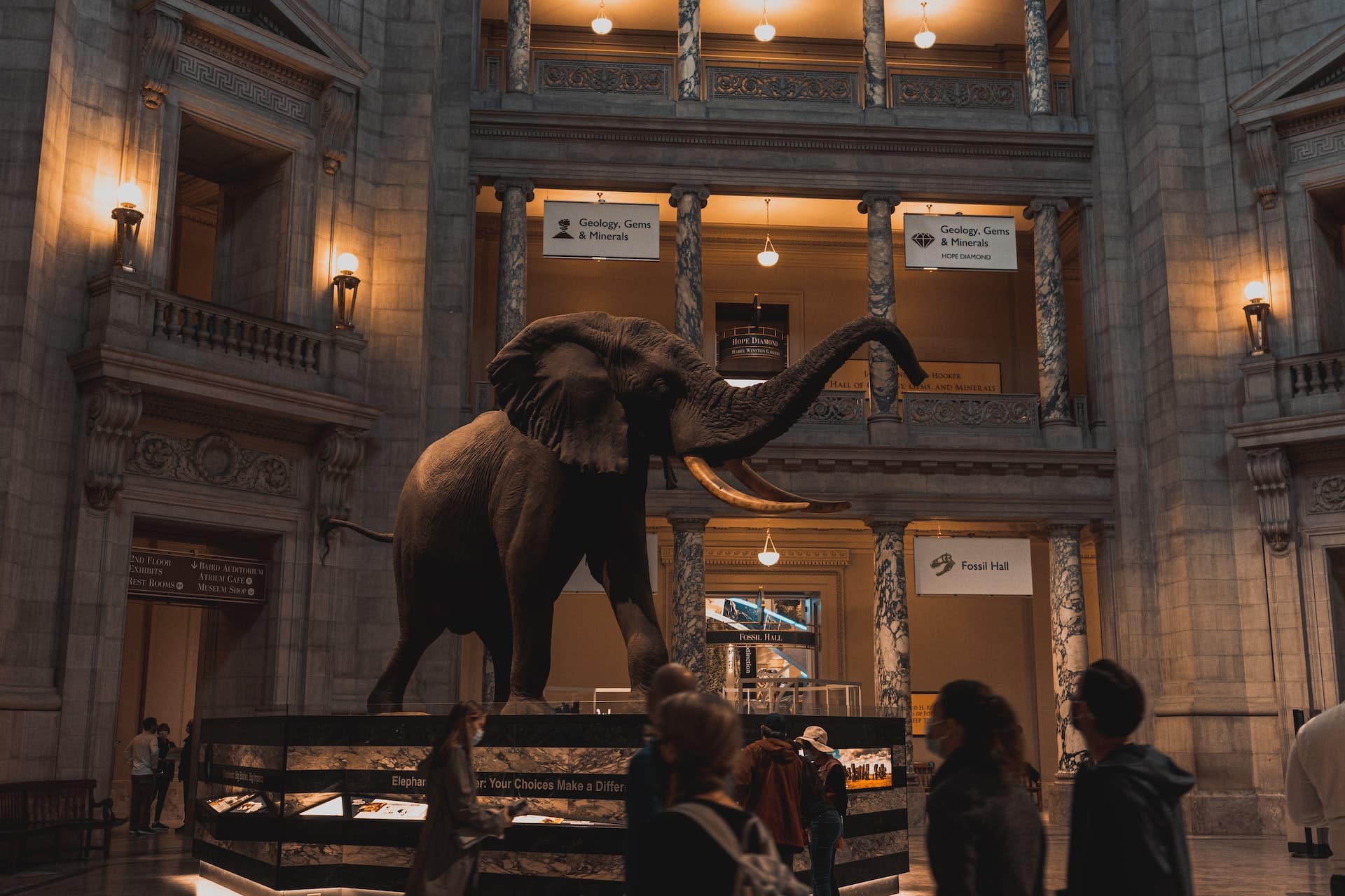 Elephant exhibit inside the Smithsonian Institute