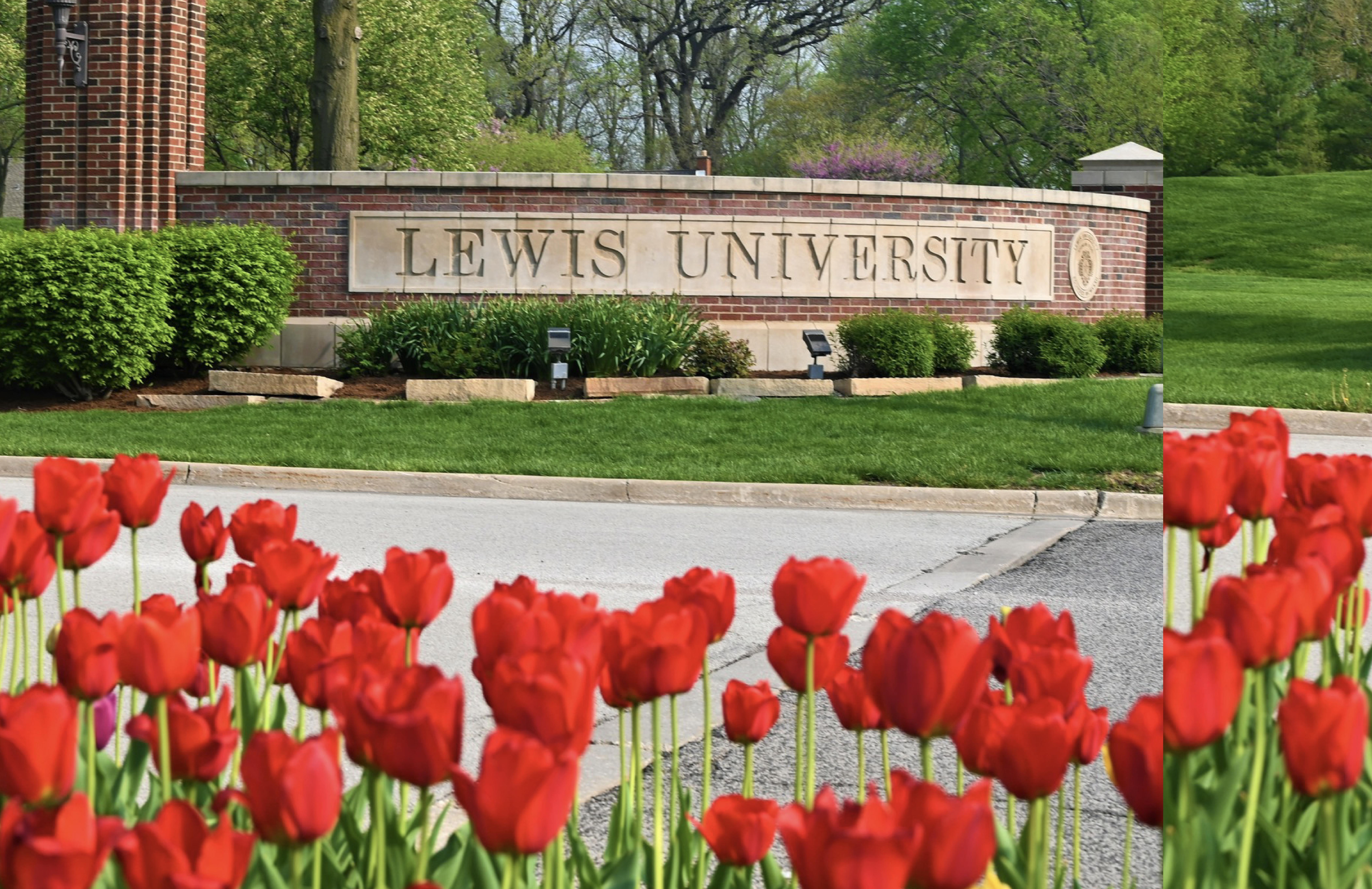 The Lewis University sign on a stone wall behind red tulips
