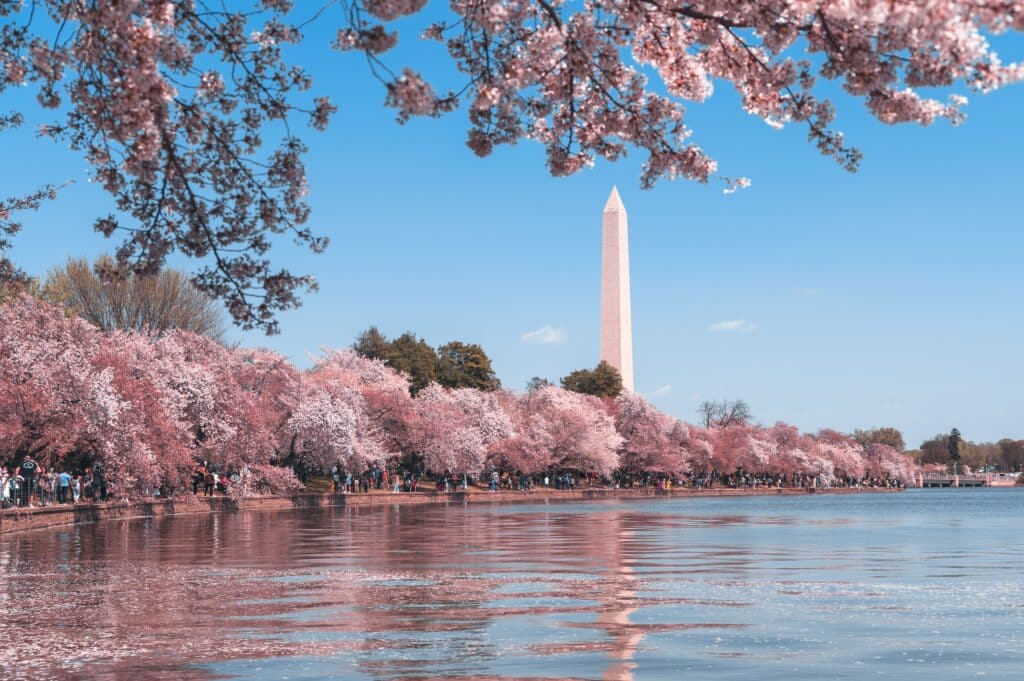 Image of Washington, D.C. waterfront with cherry blossoms in season and the Washington Monument being shown behind these trees.