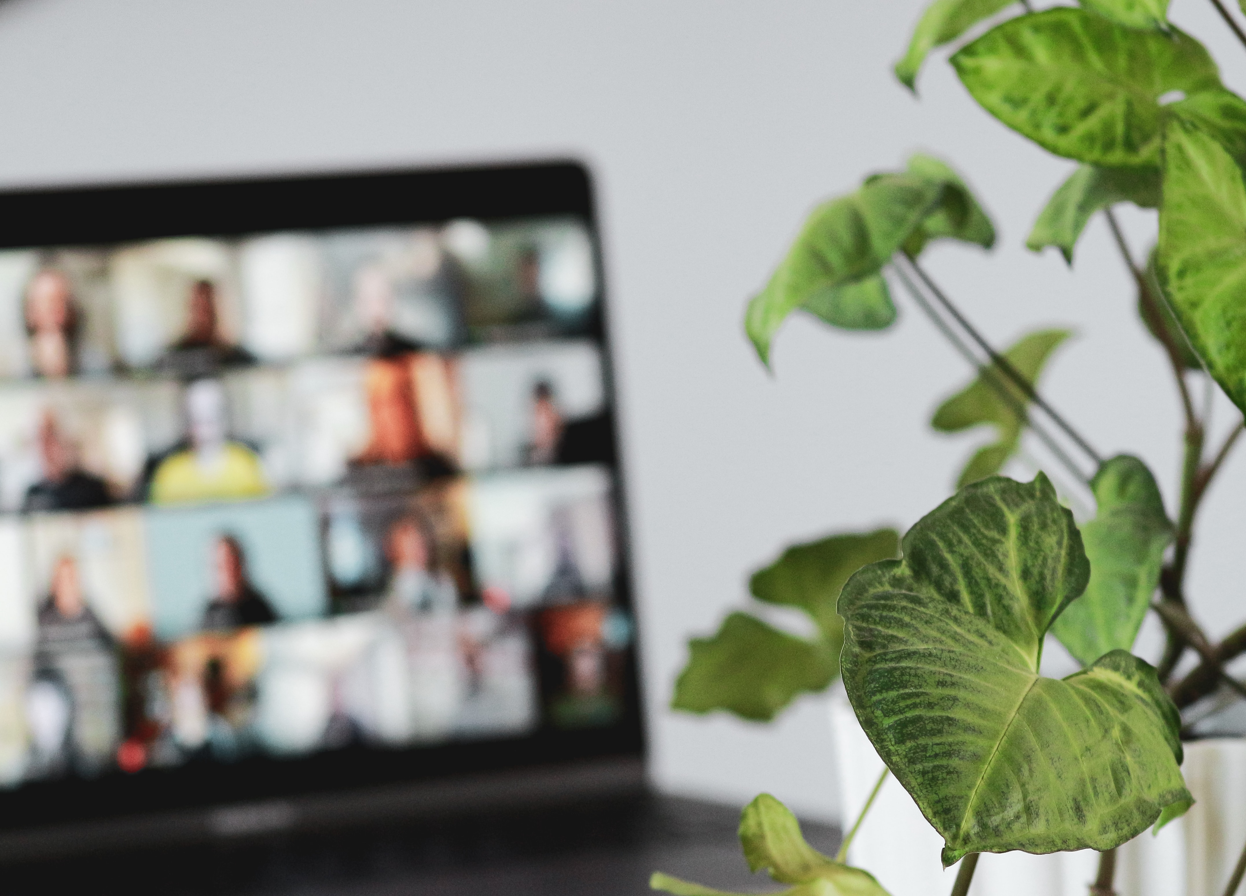 plant with a laptop in the background